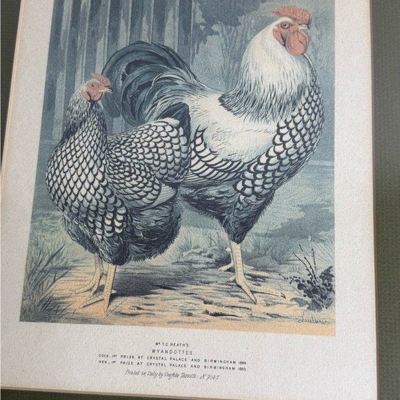 Vintage Pair of Roosters Hens Prints Dorkings Grafiche Tassotti Farmhouse - Picture 5 of 9
